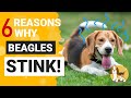 Why does your Beagle Stink so much?