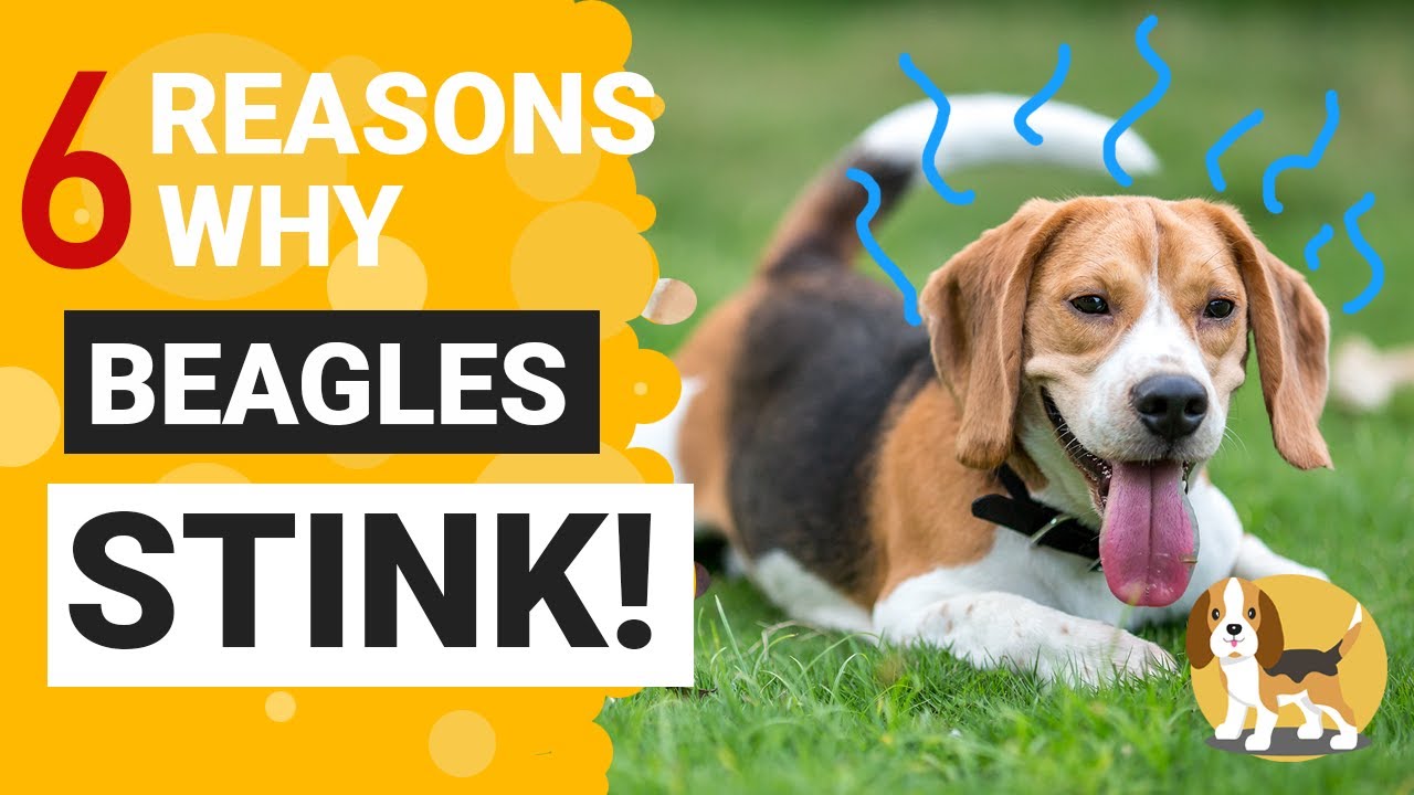 why does my beagle stink?