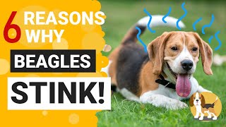 Why does your Beagle Stink so much?