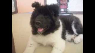 long coat akita puppy