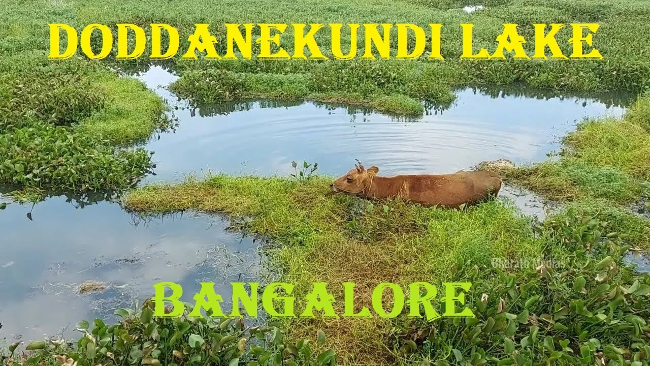 Beautiful Lakes Doddanekundi Lake Bengaluru YouTube