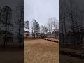 Drop pine tree dead #treeservice #treeremoval #stihl #villarica #pinetree