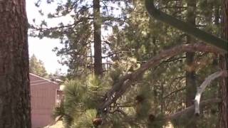 Big Bear  April 15, 2009
