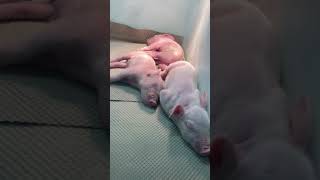 Little Baby Pigs