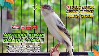 Kenari GACOR NGEREK‼️ Masteran Kenari PAUD dan Pancingan Kenari MACET BUNYI dan Betina NGIWIR -432
