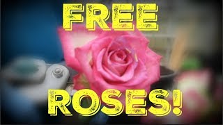 Free Rose Plants | How I take cuttings from a bouquet