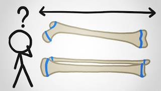 why don t our bones keep growing forever