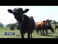 Agroproiect De Succes - Vaci Angus, Satu Mare 29.08.2018