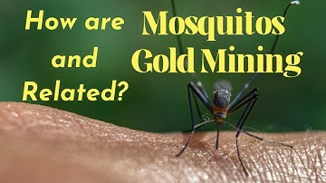 What are the Health Effects of Gold Mining in the Amazon Rainforest? | Flora He