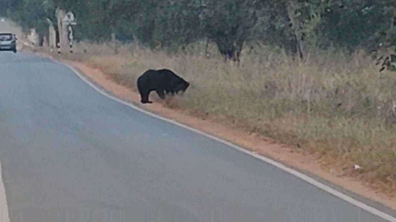 🐻 bear encounter front of me 