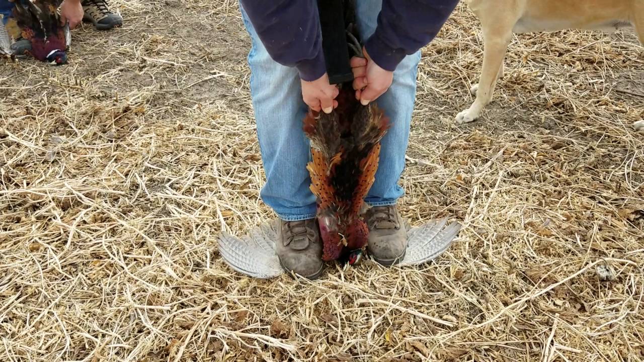 Easiest way to field dress a Pheasant YouTube