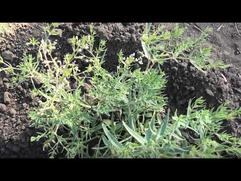 Выращивание гипсофилы из семян, практический опыт.