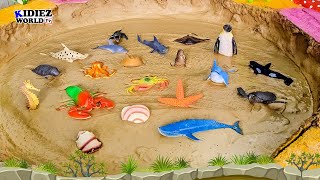 Muddy Adventure with Sea Animals! 🌊🐢🦀 | Fun Learning for Kids | Kidiez World TV