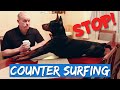 Dobermans and Counter Surfing: Stop Jumping on Counter Tops!