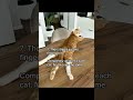 10 Facts About Orange Cats!Orange Cats Are The Best!#CatLovers #CatContent#ForYou #Trending