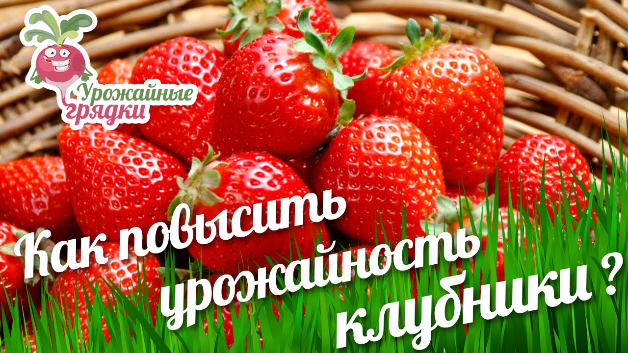 Картинки по запросу КАК УВЕЛИЧИТЬ УРОЖАЙ КЛУБНИКИ НА 50%!