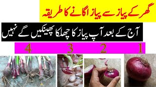 How To Grow Onions From Home Onion | After Today You Will Not Throw Away the Onion peel