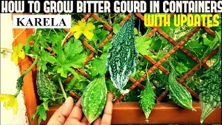 How to grow bitter melon from seeds at home daizz's tip:-soaking for
24 hours in water before sowing will also help.sow 1 inch deep. can
be...