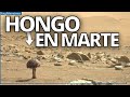 Descubrimiento en marte del rover perseverance descubren en marte colonizar marte encuentran hongo