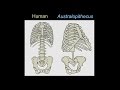 CARTA: Origins of Genus Homo – Carol Ward: Evolution of Early Human Body Form