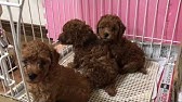 子犬 鳴き声 トイプードル 子犬 鳴き声 トイプードル