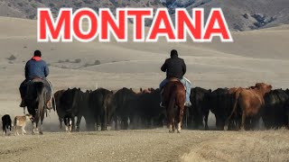 This is Montana!  #ranchlife #cattledrive by Travels with Lucky 240 views 4 months ago 7 minutes, 42 seconds