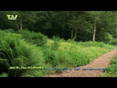 Vidéo: Helianthemum Sunrose Info : Apprenez à faire pousser des fleurs de rose solaire