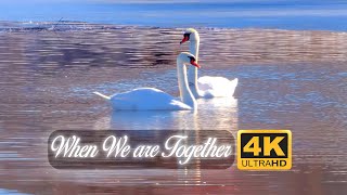 When We Are together 4K| Relaxing in birds world | Sweden Nature