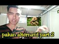 pakan alternatif part2 #pakan ular siput