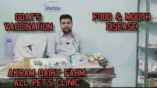 goats vaccination for food & mouth | vaccine update on Akram dairy farm all pets clinic Hyderabad