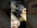 あんちゃん旅に出る! #杏子, #あんこ, #保護犬, #ペキニーズ,#pekingese, #dog, #猫っぽい, #anko