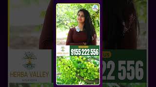 ఇలా చేసుకున్న ఉసిరి సిరప్‌తో శరీరానికి చల్లదనం లభిస్తుంది!.| iDream Health