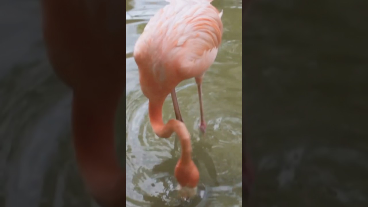 How Do Flamingos Eat Upside Down? 🦩 