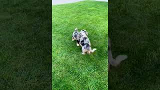 Mini Bernedoodle Cuteness.  Blue Merle boys