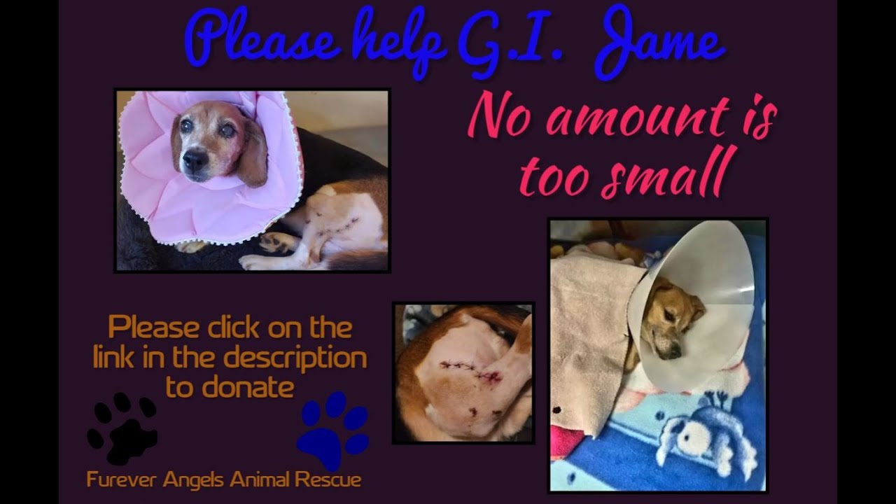Please Help GI Jane - Furever Angels Animal Rescue - YouTube