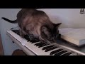 Cats vs Pianos! (A Compilation)