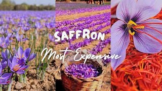 Saffron: The Golden Spice of Earnings