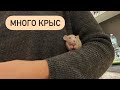 Показываю крыс и покупки с aliexpress 🐀🛍