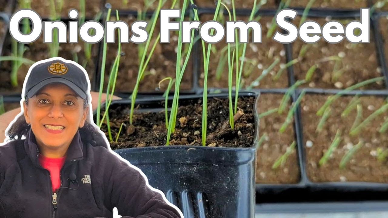 Onion Seedling Care - Potting Up Pruning Trimming Fertilizing || Budget Gardening