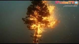 the wonder of ayo babalola