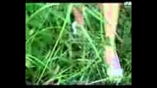 Nila Sari   Cinta Harto