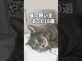 猫の飼い主やること10選🤣 #猫 #ねこ #猫動画 #ねこ動画 #猫あるある #猫好きさんと繋がりたい #猫のいる暮らし #猫のいる生活 #子猫 #替え歌