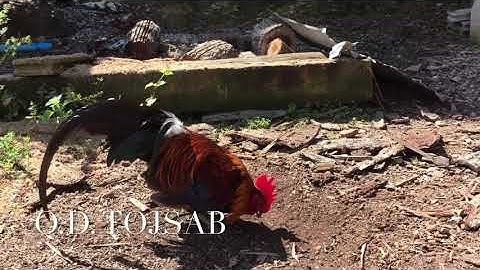 ไก่ต่อสายหมานสวยมากๆ(Qaib dib zoo nkauj thiab dib tuaj zoo)