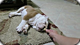 Puppy bulldog wakes up with food (hercules the Bulldog)