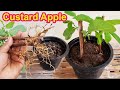 Smart way to propagate sugar apple tree  2 