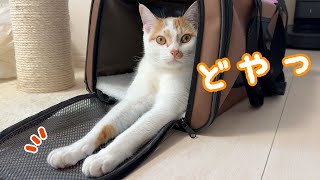 足がめちゃ長い猫トロしゃん…ｗ