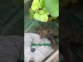シャインマスカット!ニホンイシガメえにし🍀#ニホンイシガメ