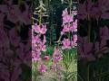 Alaska in Bloom 🌸 Gentle Nature Vibes    #alaskanature #alaskawildlife #serenescenes