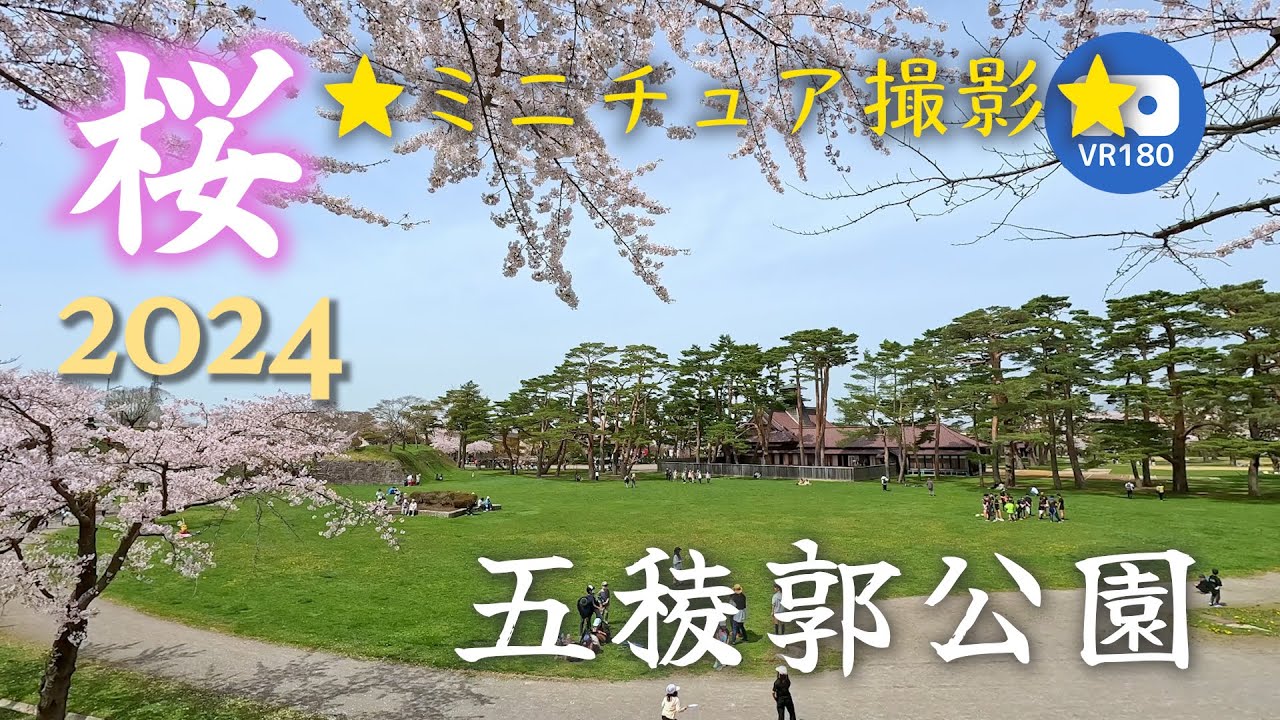 【VR180】五稜郭公園の桜 2024★ミニチュア撮影★＜VRゴーグル必須＞【巨人の眼】