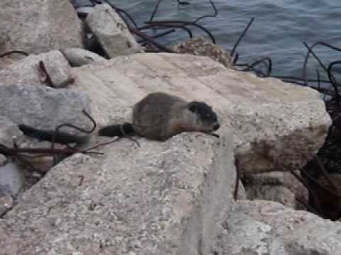 Ground Hog at Tommy Tompson park near light house Лесной сурок Marmota